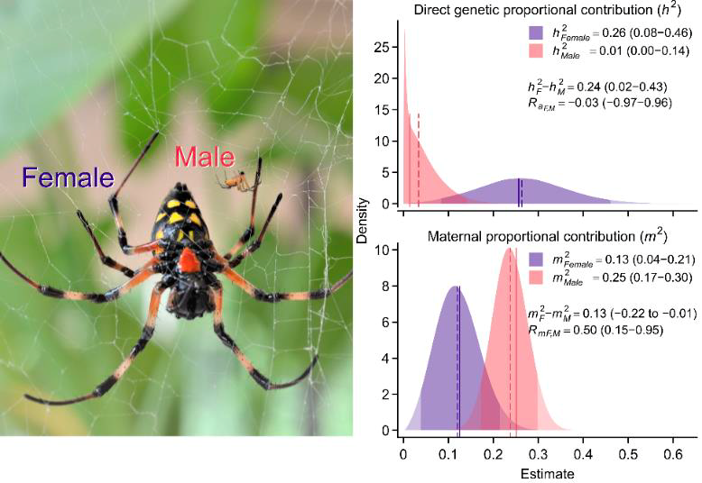 The Role of Maternal Effects in the Evolution of Sexual Dimorphism ...